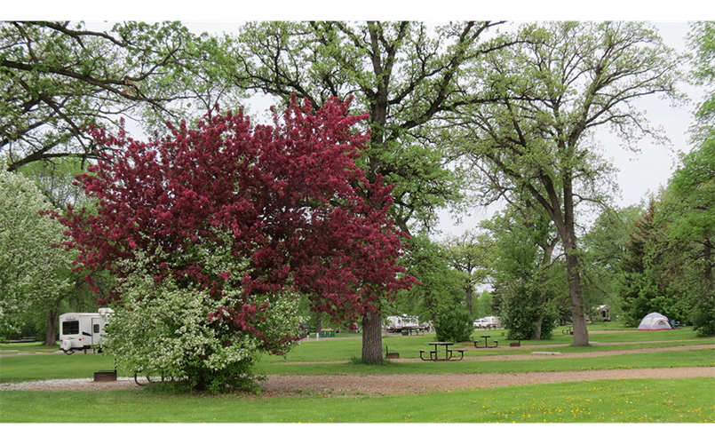 Campground - Red River State Recreation Area